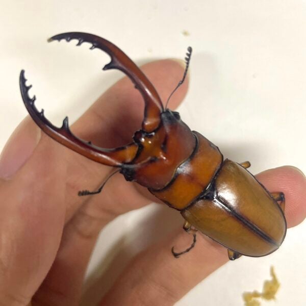 兩點赤鍬形蟲（桃園.復興產.彎牙）♂59mm 成對