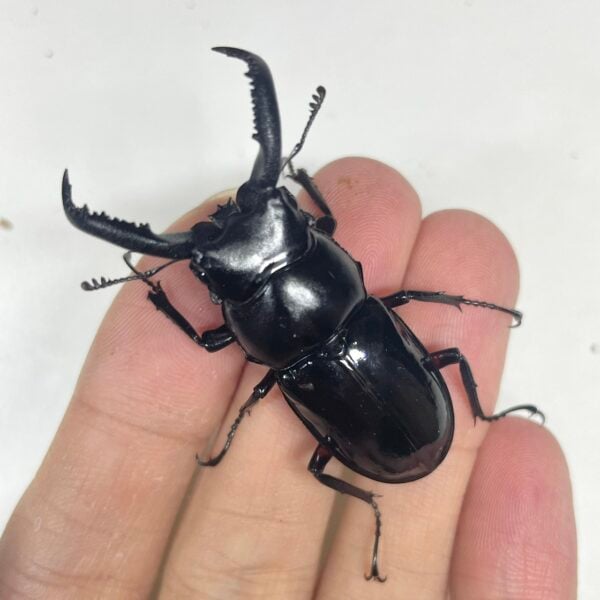漆黑鹿角鍬形蟲（桃園.尖石產.紅腿）♂47mm 成對