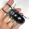 台灣鬼豔鍬形蟲（桃園縣.復興鄉）♂77mm.♂75mm 單公