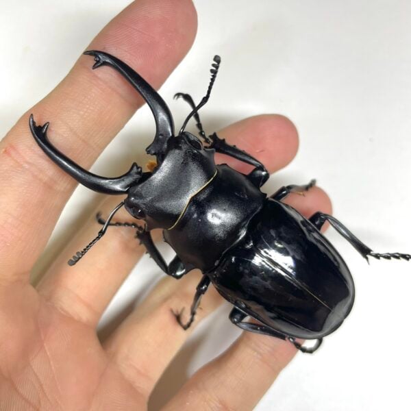 台灣鬼豔鍬形蟲（桃園縣.復興鄉）♂77mm.♂75mm 單公