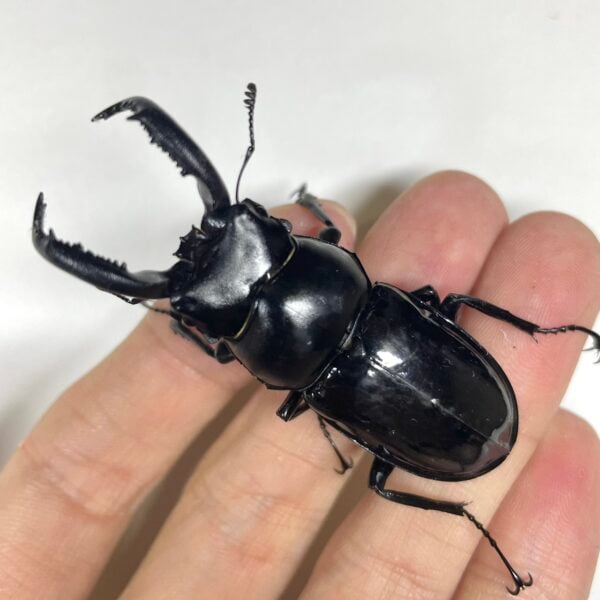 漆黑鹿角鍬形蟲（新竹.尖石產）♂55+mm 成對