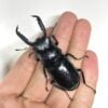 漆黑鹿角鍬形蟲（新竹.尖石產）♂52mm 成對