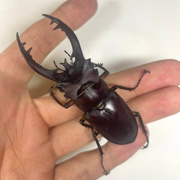 台灣深山鍬形蟲（新北市.三峽產）♂72mm 成對