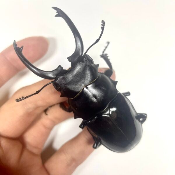 台灣鬼豔鍬形蟲（新北.三峽）♂76mm   長牙.中牙組合含母