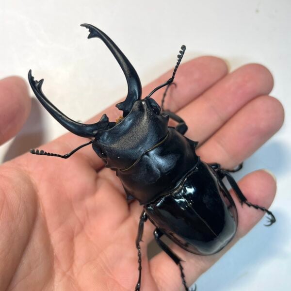 台灣鬼豔鍬形蟲（桃園縣.復興鄉）♂82mm 對蟲