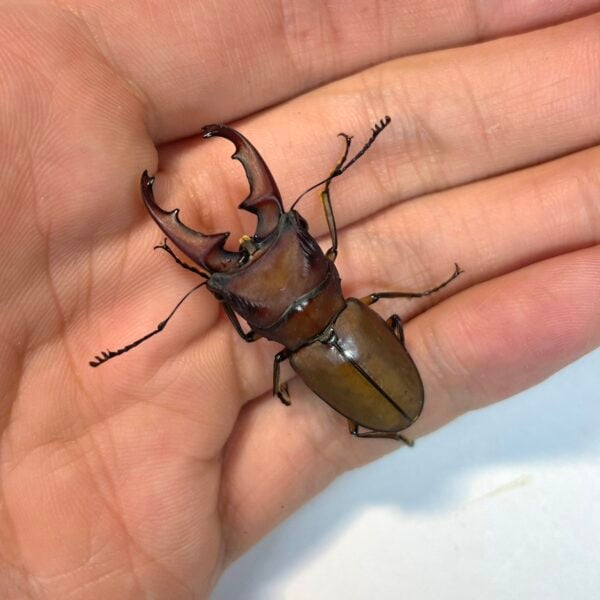 細身赤鍬形蟲（桃園.復興鄉）♂40mm 對蟲
