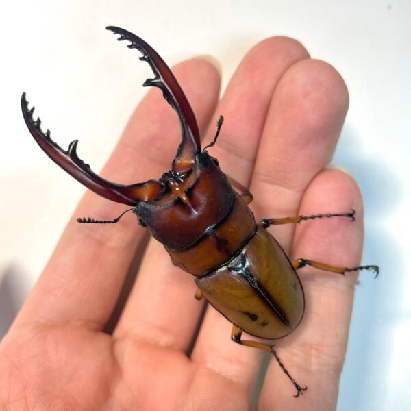 兩點赤鍬形蟲（桃園.復興鄉）♂65mm 成對