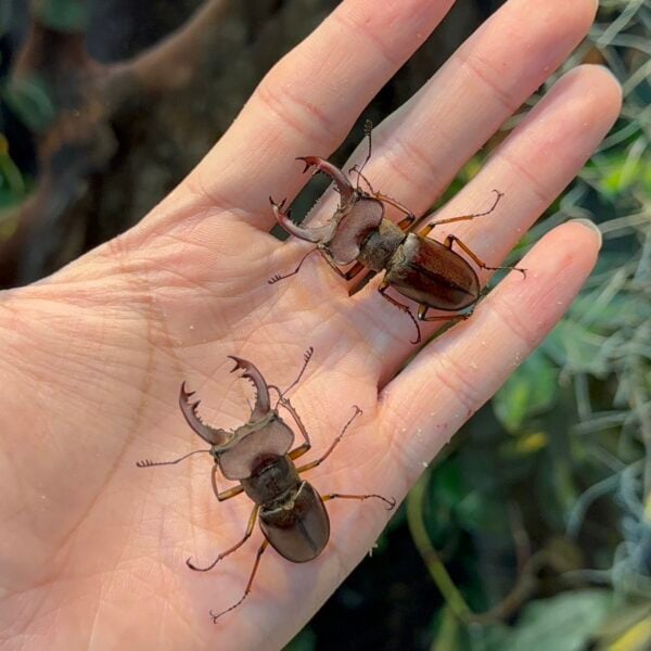 天然品 越南大頭深山鍬形蟲 ♂52mm 成對 B組