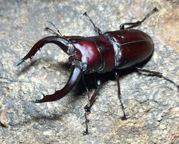 高砂鋸鍬形蟲 (名間產，親代66mm) ♂65mm 成對