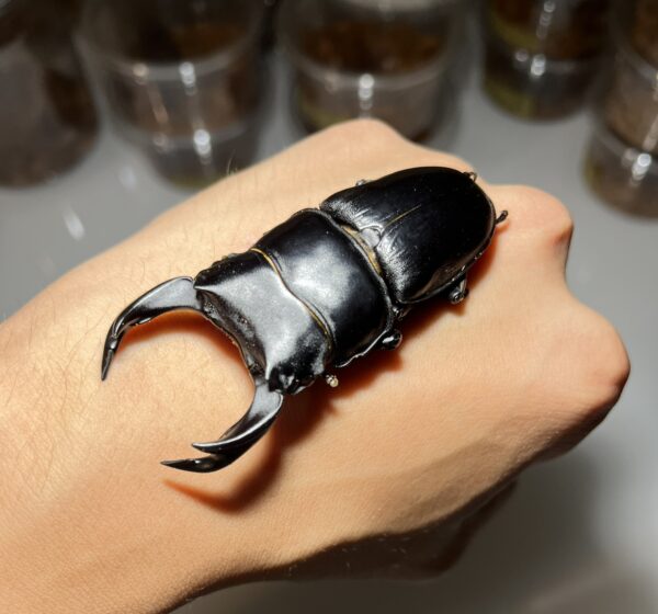 中國大鍬形蟲 (北峰產) ♂73mm 成對