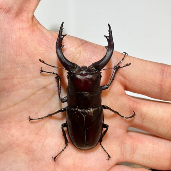 高砂鋸鍬形蟲 (名間產，親代66mm) ♂64mm 成對
