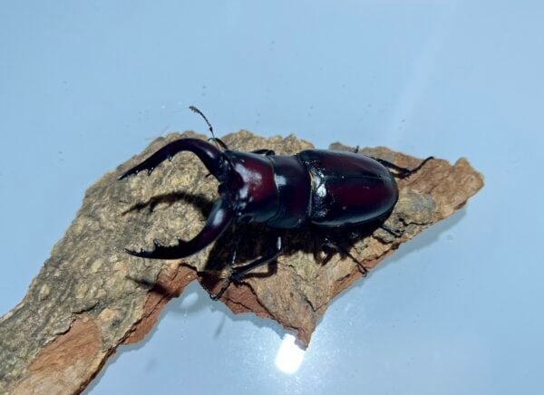 高砂鋸鍬形蟲 (和美產，親代68mm) ♂64mm 單公
