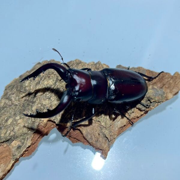 高砂鋸鍬形蟲 (和美產，親代68mm) ♂64mm 單公