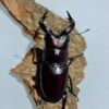 高砂鋸鍬形蟲 (和美產，親代68mm) ♂64mm 單公