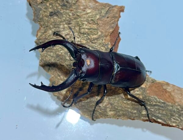 高砂鋸鍬形蟲 (名間產，親代66mm) ♂64mm 單公