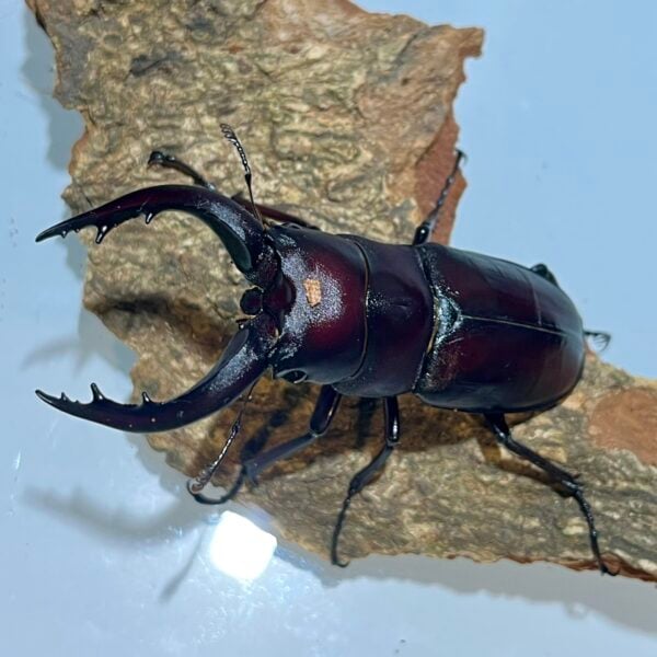 高砂鋸鍬形蟲 (名間產，親代66mm) ♂64mm 單公