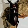 高砂鋸鍬形蟲 (名間產，親代66mm) ♂64mm 單公