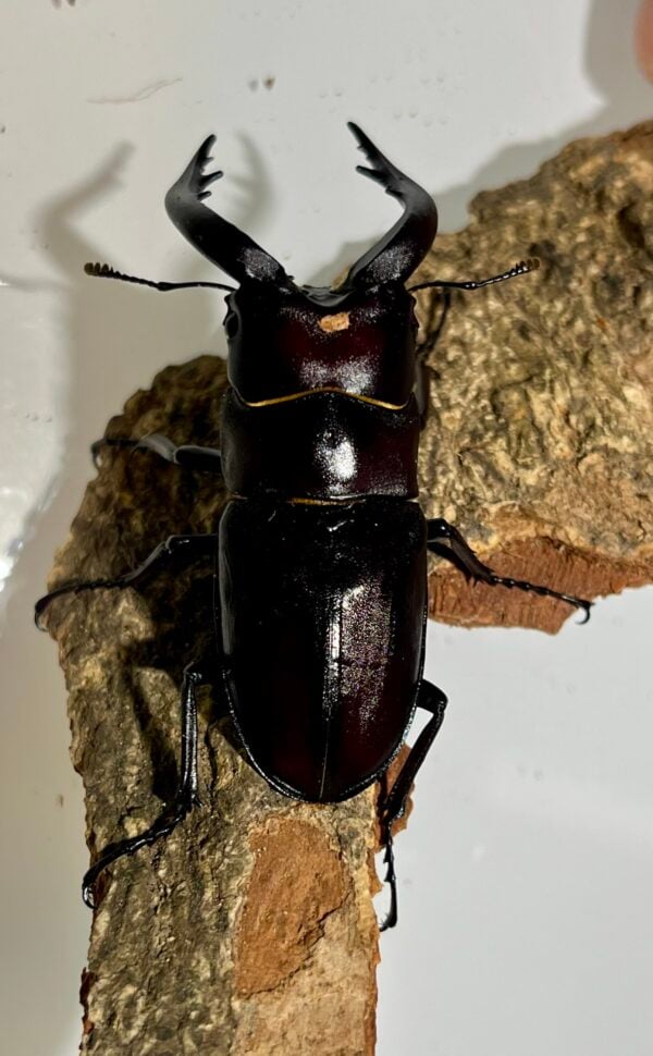 高砂鋸鍬形蟲 (名間產，親代66mm) ♂64mm 單公