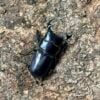 臺灣條背大鍬形蟲 ♂34mm 單公