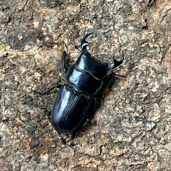 臺灣條背大鍬形蟲 ♂34mm 單公