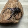 酒紅叉角鍬形蟲♂68mm 成對