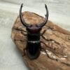 酒紅叉角鍬形蟲♂68mm 成對