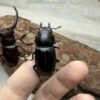 酒紅叉角鍬形蟲♂68mm 成對