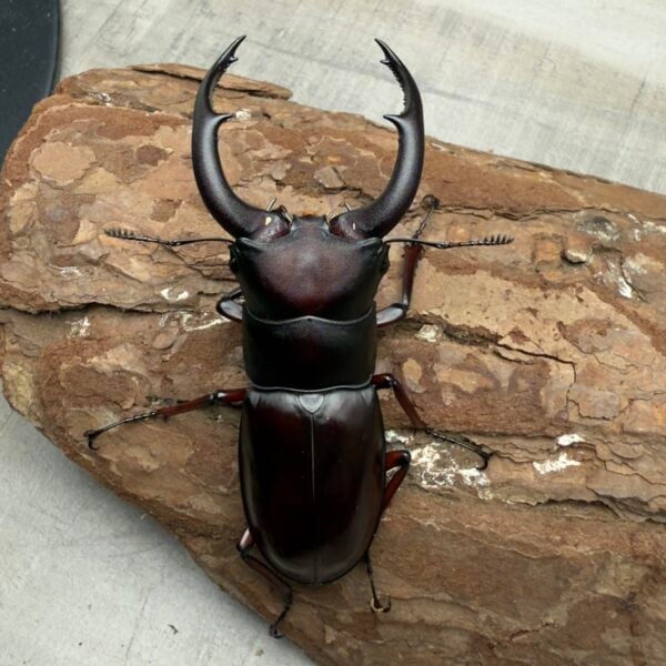 酒紅叉角鍬形蟲♂68mm 成對