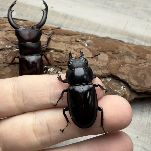 酒紅叉角鍬形蟲♂68mm 成對