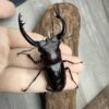 緬甸叉角鍬形蟲♂70mm 成對