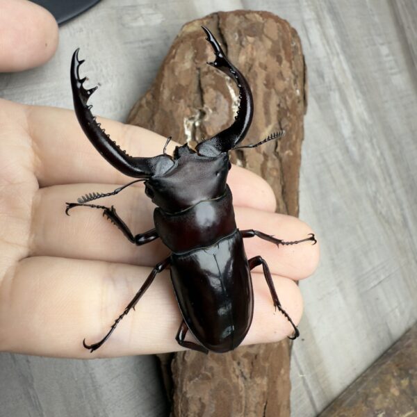 緬甸叉角鍬形蟲♂70mm 成對