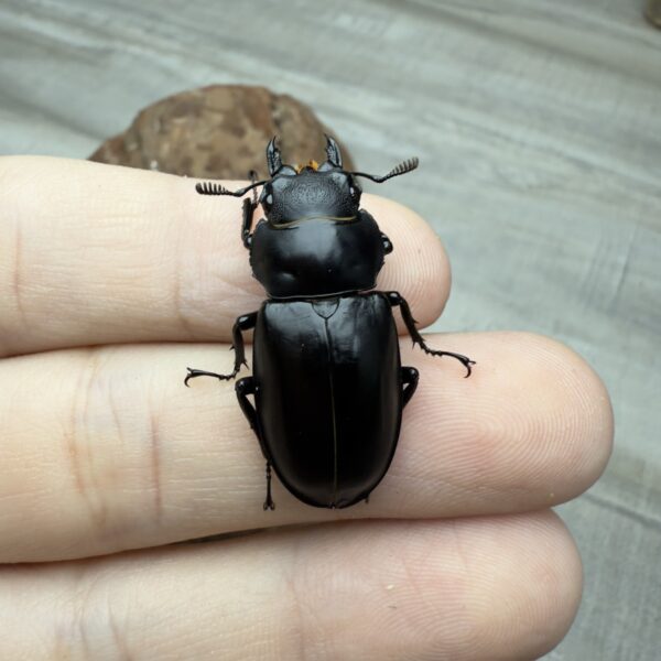 緬甸叉角鍬形蟲♂70mm 成對