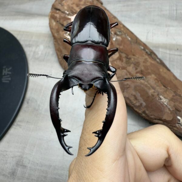 緬甸叉角鍬形蟲♂70mm 成對