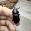 緬甸叉角鍬形蟲♂70mm 成對