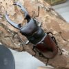 大衛森叉角鍬形蟲 ♂65mm 成對