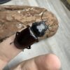 大衛森叉角鍬形蟲 ♂65mm 成對