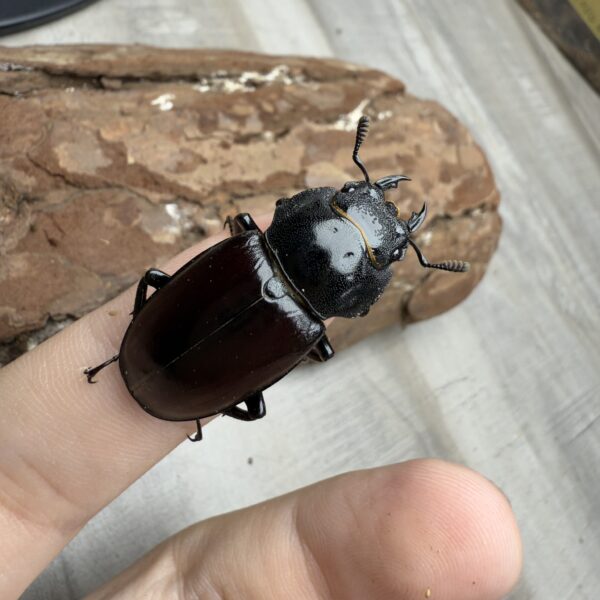 大衛森叉角鍬形蟲 ♂65mm 成對