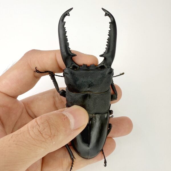 巴拉望巨扁鍬形蟲 ♂104mm 單公