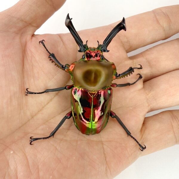 彩虹鍬形蟲（紅色）♂61mm 成對