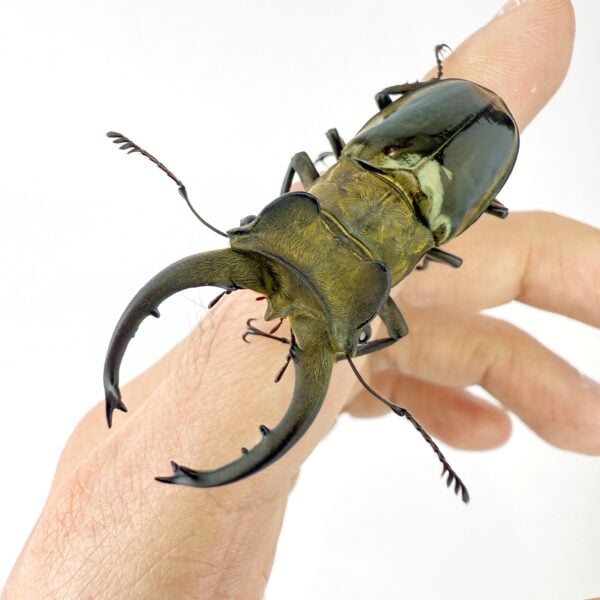 輪舞深山鍬形蟲 ♂54mm 成對