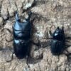 三牙鍬形蟲  ♂59mm 成對