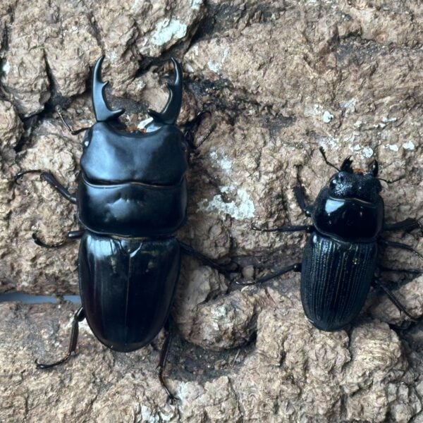 三牙鍬形蟲  ♂59mm 成對