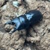 三牙鍬形蟲  ♂59mm 成對