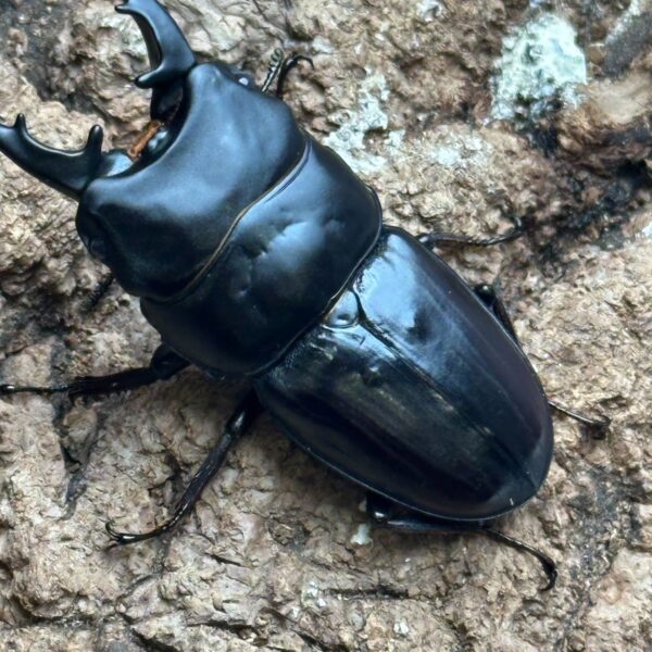 三牙鍬形蟲  ♂59mm 成對
