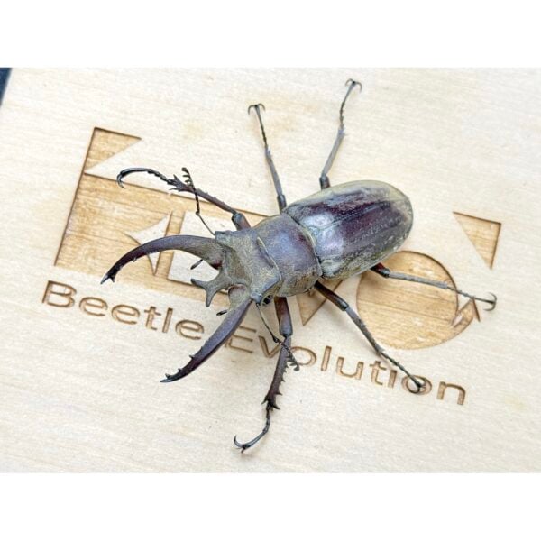 盈江深山鍬形蟲 ♂51mm WD成對