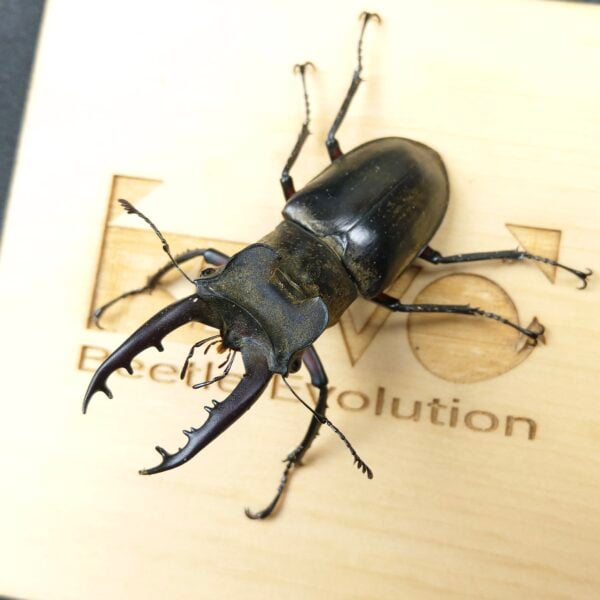 梵淨深山鍬形蟲 ♂62mm WD成對
