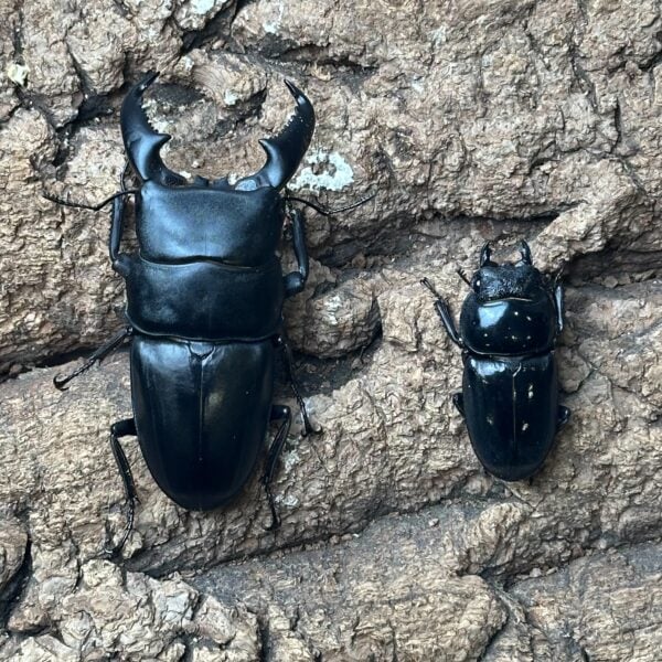 版納扁鍬形蟲 ♂74mm 成對
