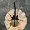 長戟大兜蟲DHH 親代♂ 161mm♀ 72mm L2成對 A組