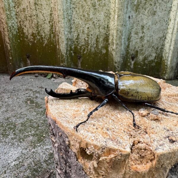 長戟大兜蟲DHH 親代♂ 161mm♀ 72mm L2成對 A組