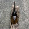 長戟大兜蟲DHL 親代♂150mm L2成對